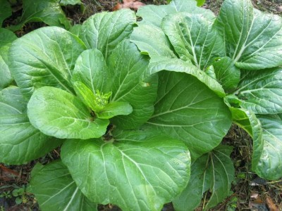 DROXTY SPINACH Seed(700 per packet)