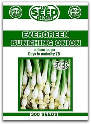 VibeX LX-98 - Evergreen Bunching Onion - (13500 Seeds) Seed(13500 per packet)