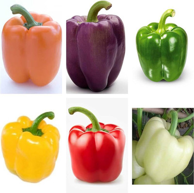 grambaazaar Capsicum seeds Seed(10 per packet)