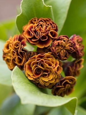 CRGO ADENIUM Seed(35 per packet)