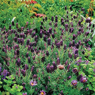CYBEXIS VXI-87 - Lavender Sancho Panza - (2250 Seeds) Seed(2250 per packet)