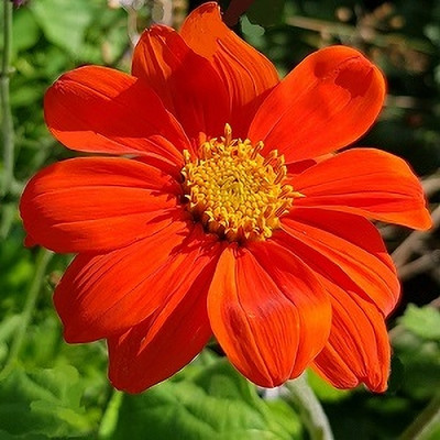XOLDA Exotic tithonia Seed(35 per packet)