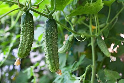 seedito cucumber seeds f1 hybrid/winter cucumber seeds Seed(22 per packet)