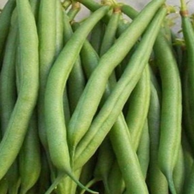 SEMPA French Beans Vegetable Plant Seed(500 per packet)