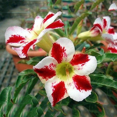 DIVINE ADENIUM Seed(75 per packet)
