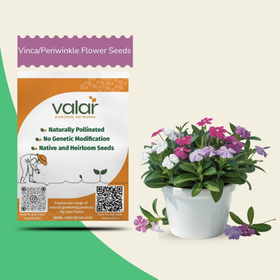 VALAR Vinca Seeds Seed(100 per packet)
