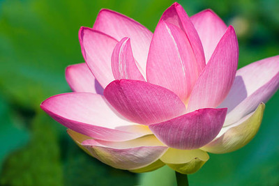 oiver lotus,kamal gatta Seed(11 per packet)