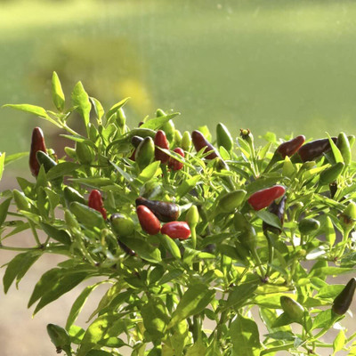 Biosnyg Disease-Resistant Hot Fiery Flames Chilli Seeds for Garden-(4000 Seeds) Seed(4000 per packet)
