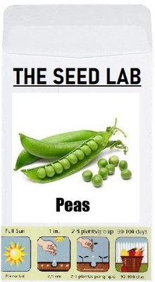 KNESSiN LXI-8 Green Peas Seed(100 per packet)