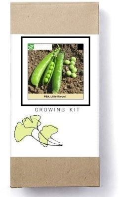 Biosnyg Little Marvel Pea-[250 Seeds] Seed(250 per packet)