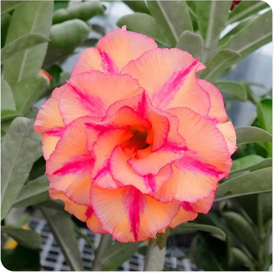 Qualtivate PAU-695 Desert Rose Mixed Colours Seed(30 per packet)