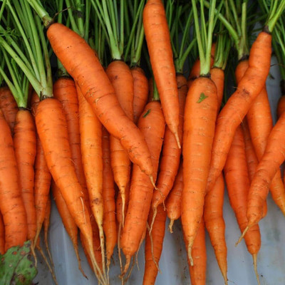BDSresolve hybrid carrot seeds Pack of 116 Seed(116 per packet)