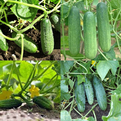 ibains Cucumber seeds f1 hybrid Kakari sosa seeds bij 52 Seed(52 per packet)