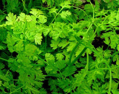 VibeX VVI-4 - Chervil French Parsley - (750 Seeds) Seed(750 per packet)