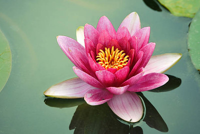 polkaplanet lotus,kamal gatta Seed(14 per packet)