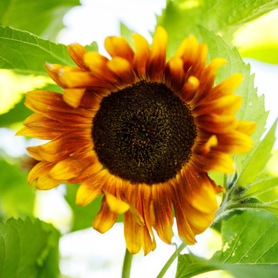 Sunway सूरजमुखी/सूर्यमुखी/ Sunflower Plant Surajmukhi Seed(50 per packet)