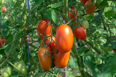 VINSIN tomato Seed(60 per packet)