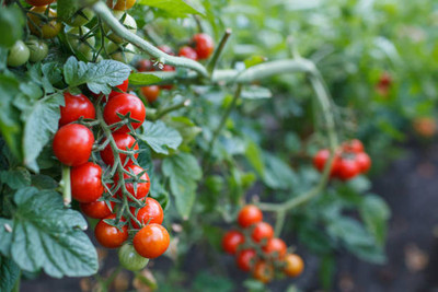 Natureplaneet tomato Seed(150 per packet)
