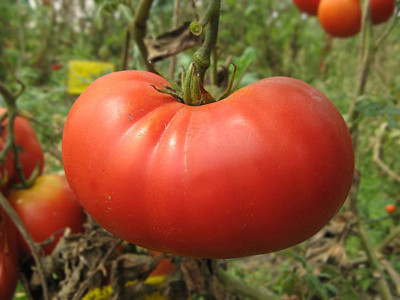Udanta tomato Seed(60 per packet)