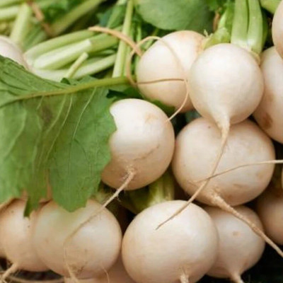 Quentova Turnip Seeds - Shogoin White-LTK-2V Seed(250 per packet)