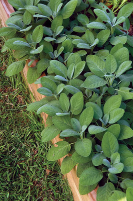 VibeX XLL-18 - Sage - (150 Seeds) Seed(150 per packet)