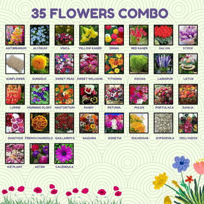 Greenery Hub 35 Flower Seed Combo for a Blossoming Garden Seed(35 per packet)