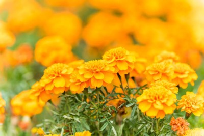 greenhut marigold,gende ka phool seeds Seed(22 per packet)