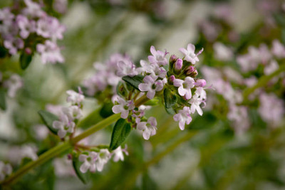 XOLDAA gypsophila flower Seed(200 per packet)