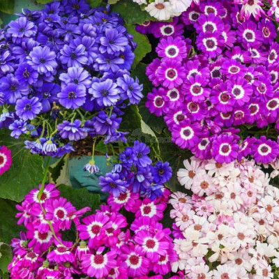 Lorvox Cineraria Seed(13 per packet)