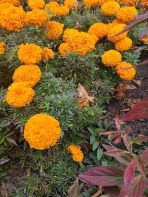 Behuria Agro Farm marigold/gende ka phool flower seeds Seed(50 per packet)