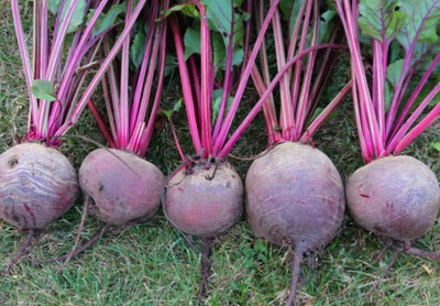 Quentova Beetroot Egyptian Seed(200 per packet)