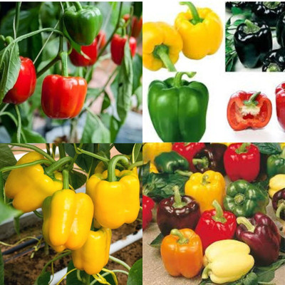 ibains Capsicum red seed shimla mirchi pack of 20 Seed(20 per packet)