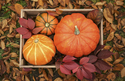 VNR Fresh Vnr Pumpkin Vegetable Hybrid Seed(100 per packet)