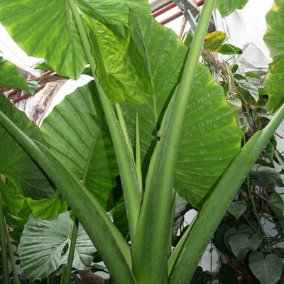SREE Taro Root,Kachu Seed(3 per packet)