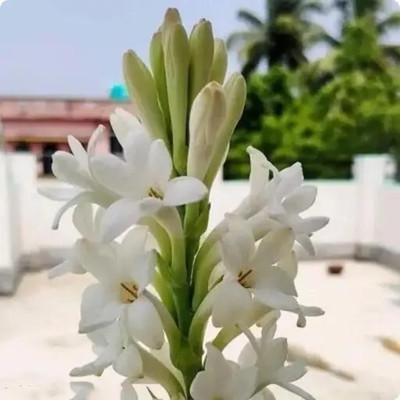 SeedsVally Tuberose flower seeds pack of 5 Seed (5 per packet) Seed(5 per packet)