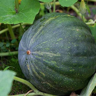 BDSresolve gaint pumpkin seeds/pumpkin seed 10 Seed(10 per packet)