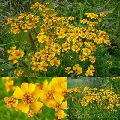 CYBEXIS VXI-36 - Sweet Licorice Marigold - (750 Seeds) Seed(750 per packet)