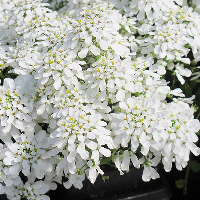 Aywal Candytuft Sempervirens 'Iceberg Superior' Seed(50 per packet)