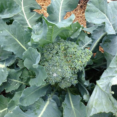 WILLVINE ROX -XVI Chinese Broccoli Seeds Heirloom Non-GMO [10g] Seed(3000 per packet)