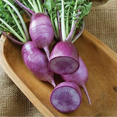 CYBEXIS GBPUT-61 - Radish Kn-Bravo (Purple) - (750 Seeds) Seed(750 per packet)