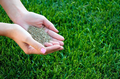 BDSresolve bermuda grass seeds/Lawn Grass Seeds 7410 Seed(7410 per packet)