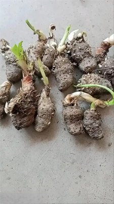 SeedsVally Rajnigandha flower bulbs tuberose plant 10 Seeds Seed (10per packet) Seed(10 per packet)