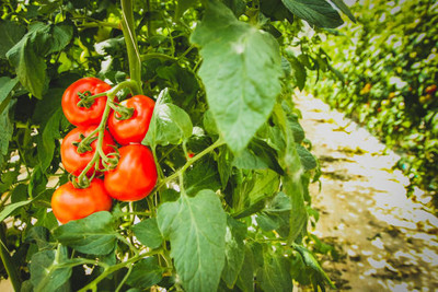 GGE NATURAL ITEM tomato Seed(35 per packet)