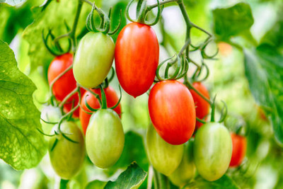 NATUREPETALS tomato Seed(70 per packet)