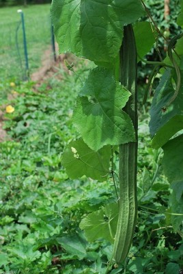 Qualtivate GBPT-8A Angled Gourd/Ridge Gourd Seeds Seed(50 per packet)