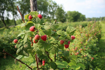 XOLDA Raspberry Fruit Seed(50 per packet)