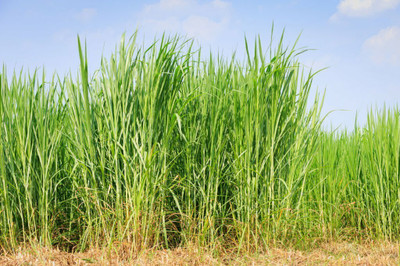 SBGARDEN Grass seeds for goat farming, Best grass seeds for goat Seed(6000 per packet)
