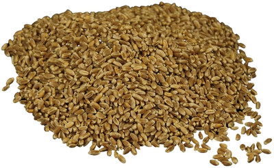 KNESSiN Hard Red Wheat Berries Seeds Ideal for Juicing & Microgreens-(5000 Seeds) Seed(5000 per packet)