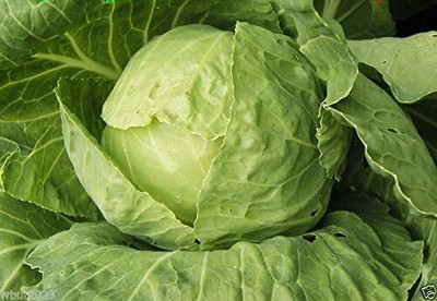 WILLVINE NKR -IX Tropicana Cabbage Grown All Year Round [2.5g] Seed(750 per packet)