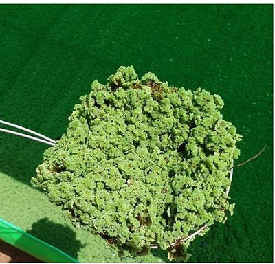 wequality ajolla seeds/azolla seeds 639 Seed(639 per packet)